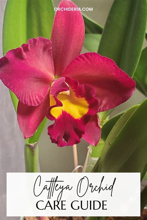 good morning orchid|Cattleya Orchid Care: 7 Essential Tips for Perfect Blooms